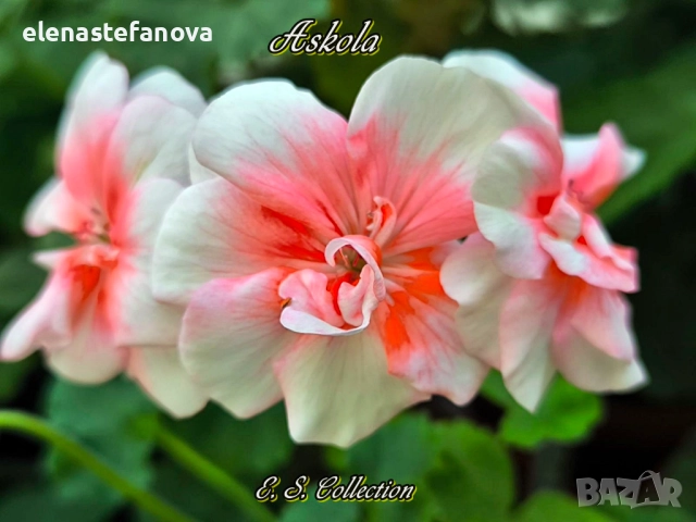 Сортови мушката