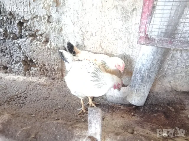 Бял Легхорн ярки на 5месеца , снимка 9 - Кокошки и пуйки - 50245052