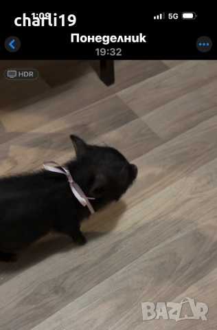 Мини виетнамско прасенце, снимка 6 - Други животни - 53264436