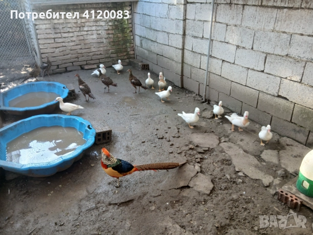 Бели мандаринки. Седлати фазани , снимка 3 - други­ - 52227024