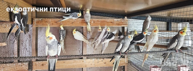 Ято Корели , снимка 3 - Папагали - 53300874