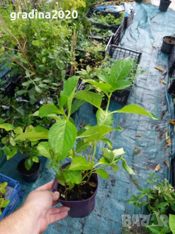  Хортензия -Hydrangea macrophylla Налични 4 вида , снимка 9 - Градински цветя и растения - 27905615