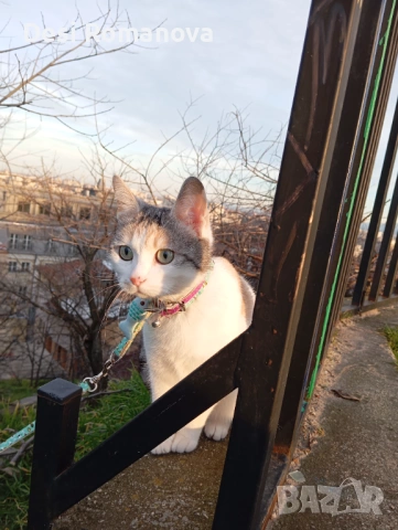 Домашна женска котка търси котарак – Пловдив