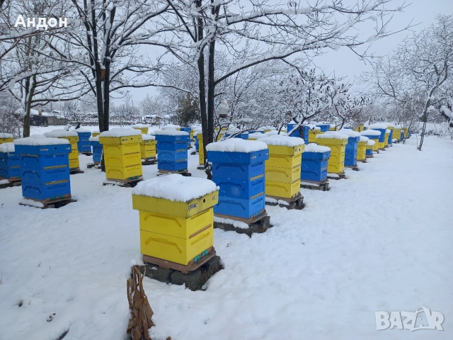 презимували пчелни отводки, снимка 2 - Други животни - 53406337