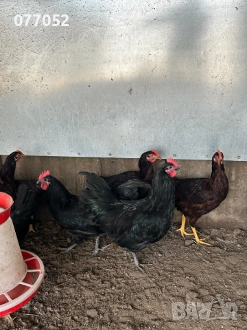 Ярки и петлета Австралорп и Родайланд, снимка 2 - Кокошки и пуйки - 52962242