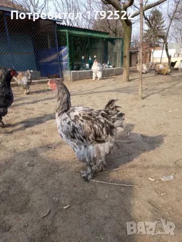 Петли Брама 2024, снимка 1