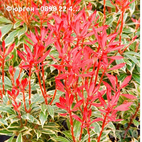 Пиерис - pieris japonica, снимка 7 - Градински цветя и растения - 32317646