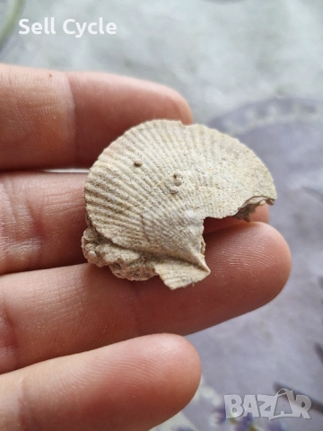 ✅ФОСИЛ НА МИДА ❗, снимка 2 - Колекции - 53431701