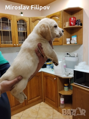 Лабрадор 3-мъжки 2-женски , снимка 8 - Лабрадор ретривър - 52869132