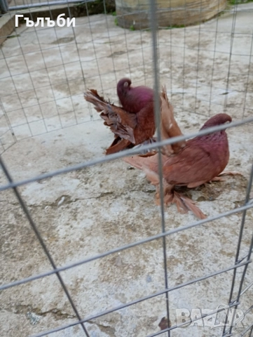 Ростовски гълъби , снимка 3 - Гълъби - 52180409