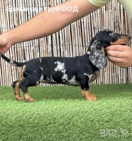 Мини Дакели блу и ред мерле, снимка 3 - Дакели - 47407299