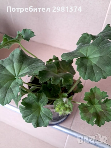 Мушкато- Астрид, снимка 4 - Стайни растения - 53450550