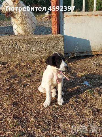 Кученца , снимка 4 - Други - 51697464