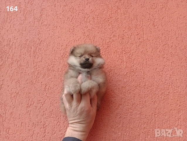 Мъжки Померани. Снимки от 18.02.26 г. , снимка 5 - Померан - 53523431