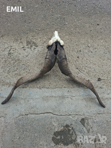 Рога Трофей череп от козел пръч, снимка 3 - Антикварни и старинни предмети - 53481989