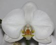 Орхидея фаленопсис Ghost Town, снимка 1 - Стайни растения - 38933859