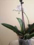Орхидеи, снимка 1