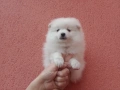 Мъжки Померан. Реални снимки от 01.02.26 г. , снимка 4