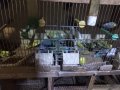 Продавам вълнисти папагали, снимка 5