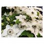 Клематис (Clematis Maria Kaczynska), снимка 2