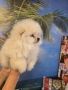 poпомеран, снимка 3