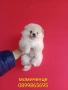 Померани. Мъжки и женски Померанчета. Реални снимки!, снимка 4