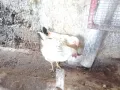 Бял Легхорн ярки на 5месеца , снимка 9