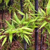 100 бр бамбукови семена от черен бамбук Black Bamboo растение декорация за двора и градината, снимка 10 - Стайни растения - 28091310