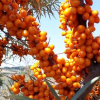 Облепиха (Hippophae), снимка 1 - Разсади - 36783127