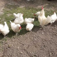 Бяло брезе -оплодени яйца , снимка 6 - Кокошки и пуйки - 28217464
