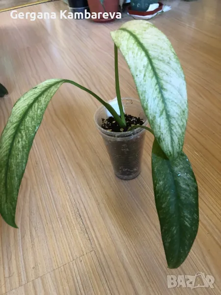 Rhaphidophora Megasperma Gorilan Marble , снимка 1