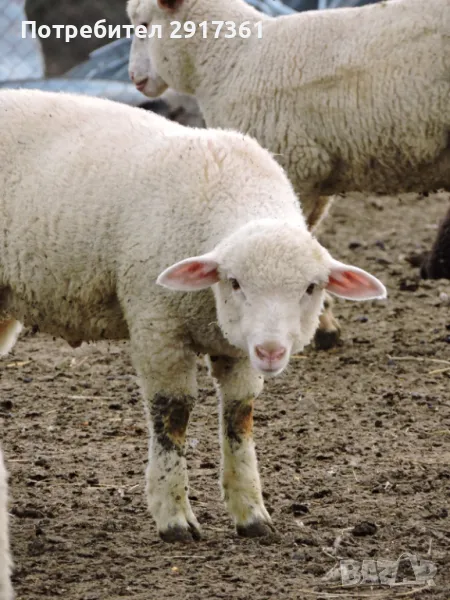 Agneta, снимка 1