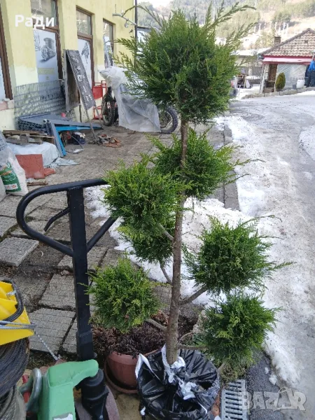 Кипарис пон пон ., снимка 1
