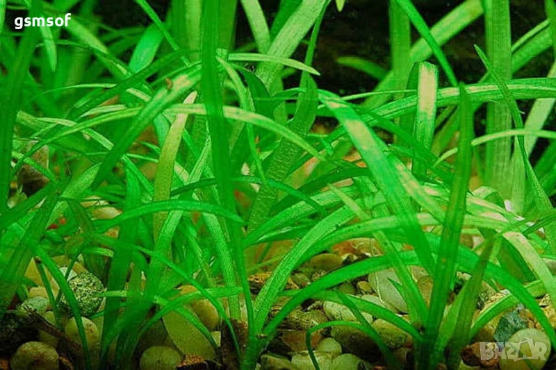 аквариумно растение Sagittaria subulata - Сагитария , снимка 1