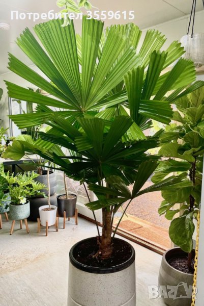 семена от екзотична палма от Австралия, снимка 1