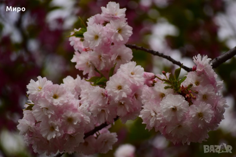 Продавам фотографии-картини, снимка 1