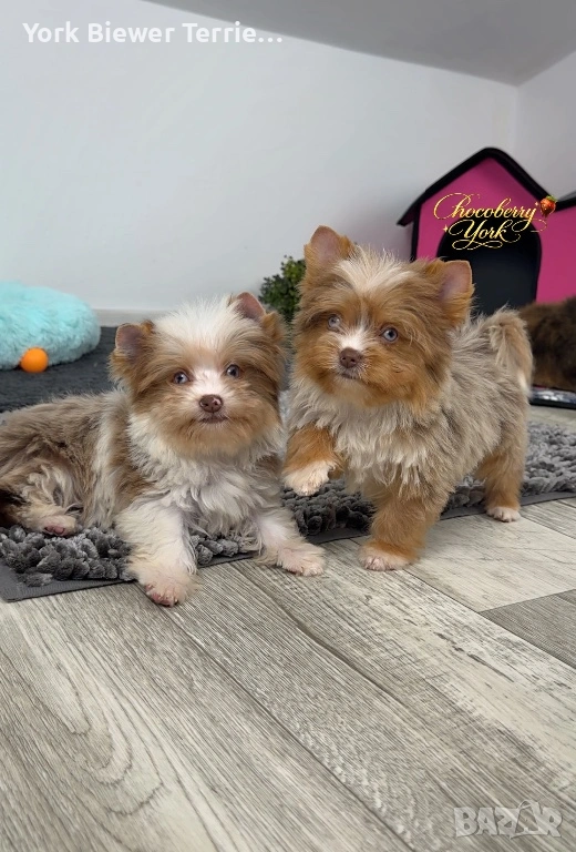 Йоркширски Териер! Шокоберри момиченца с сини очи! Родословие! Доставка , снимка 1