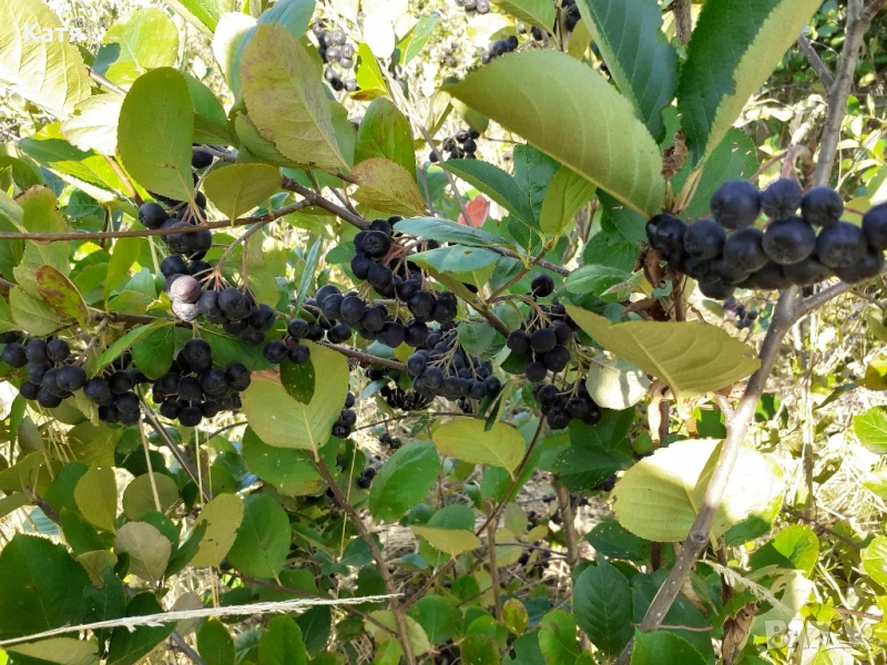 Плод АРОНИЯ , снимка 1