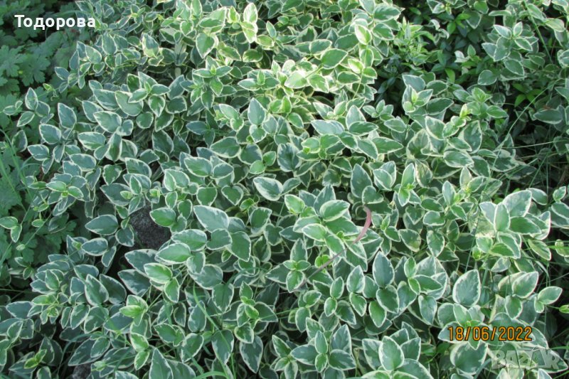 растение винка, зимзелен, снимка 1