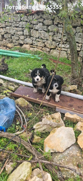 Каракачански кученца, снимка 1