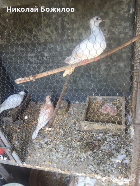 Продавам гугутки скумрии, снимка 1