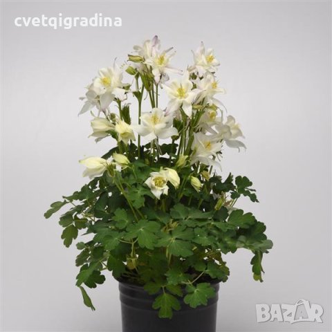 Aquilegia Earlybird White (Аквилегиа Ранна Бяла птица), снимка 1