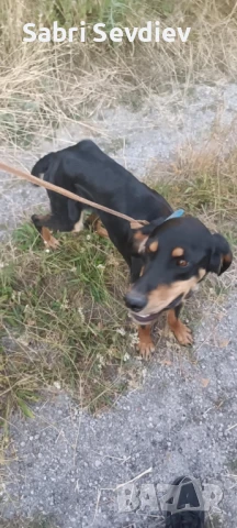 Продавам гонче обучено за гъби, снимка 1