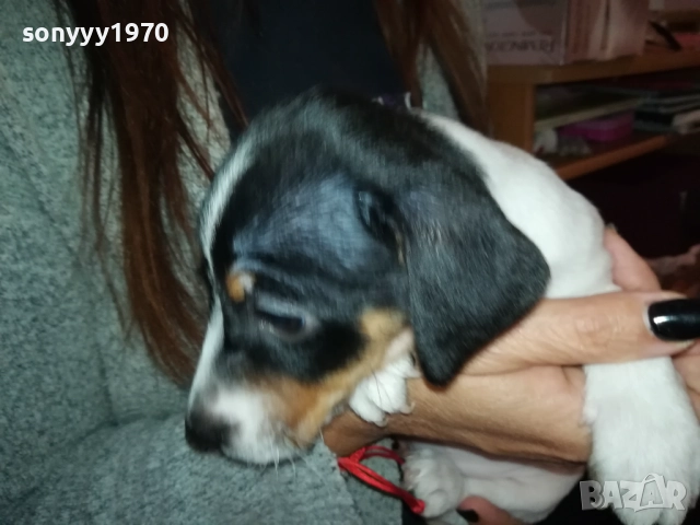 ДЖАК РЪСЕЛ ТЕРИЕР С ВАКСИНА И ПАСПОРТ 0610250734, снимка 4 - Джак ръсел териер - 51957467