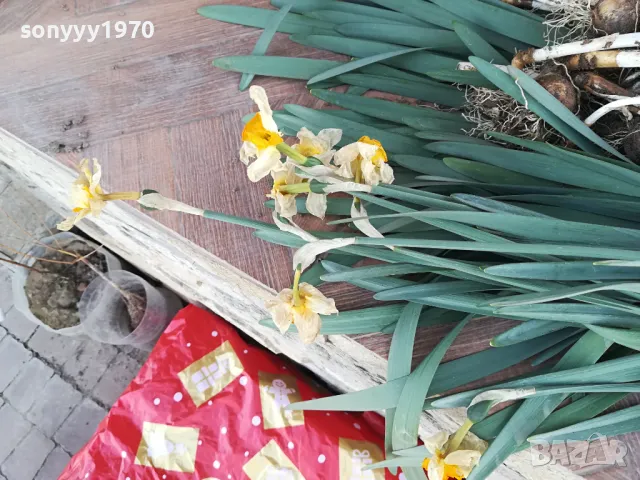 НАРЦИСИ-ГРЪМ ОТ 25БР ЗА 25ЛВ 1004251505, снимка 5 - Градински цветя и растения - 49846195