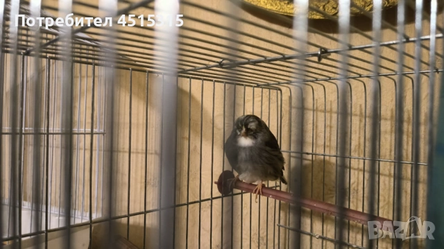 Last 2 Gloster males !, снимка 4 - Канари - 53444578