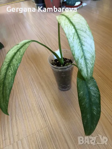 Rhaphidophora Megasperma Gorilan Marble 