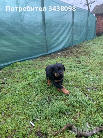 Ротвайлери ,след 2ра ваксина, снимка 5 - Ротвайлер - 52865623