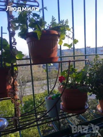 Цветарник,ковано желязо на няколко нива,грундиран и боядисан , снимка 8 - Градински мебели, декорация  - 50096264