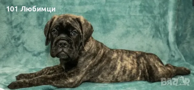 Немски боксери с родословие, снимка 3 - Боксер - 47449180